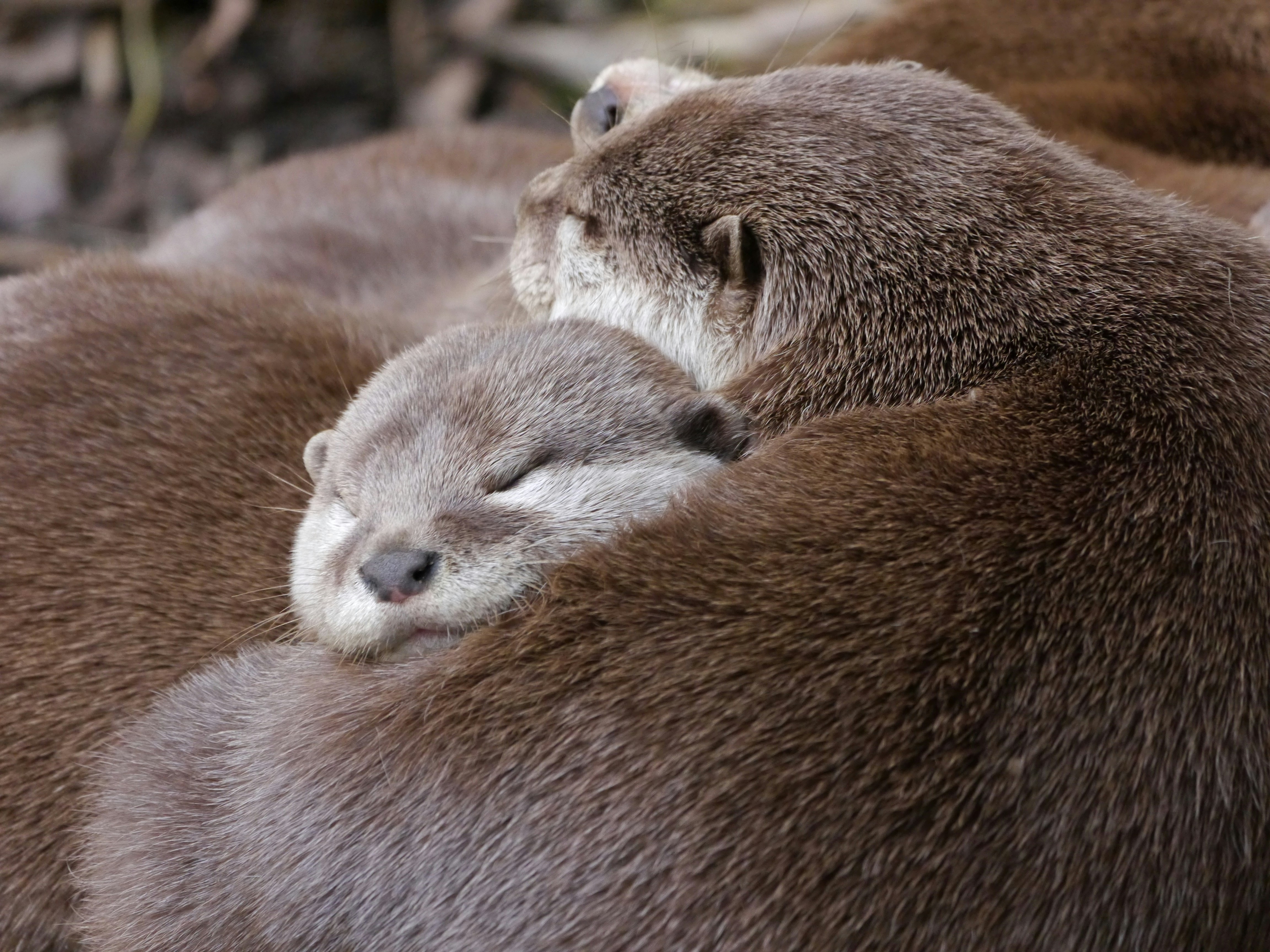 Photograph of otters.